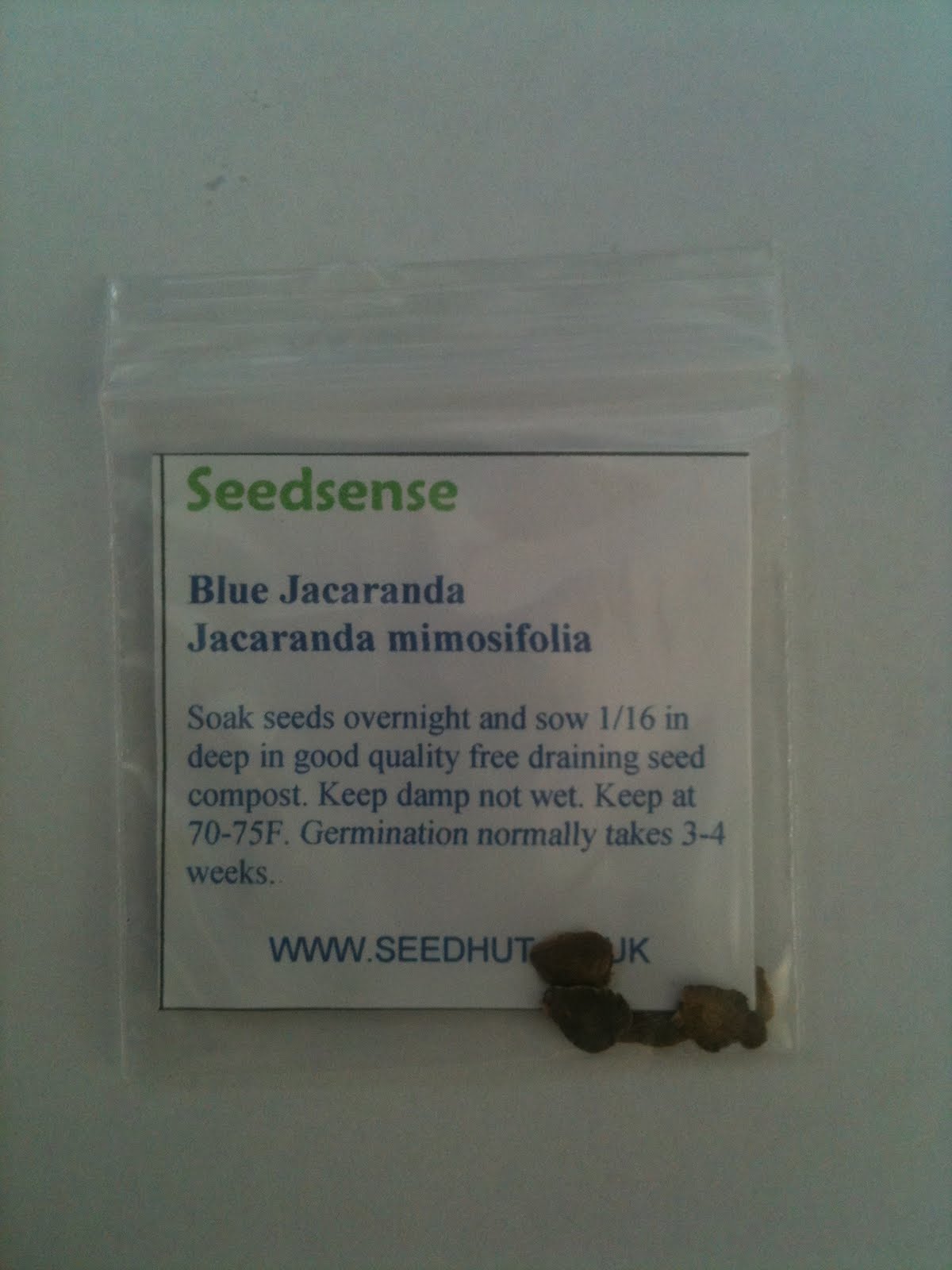 Bonsai Gakusei Blue Jacaranda (Jacaranda Mimosifolia)