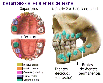 Nombre De Dientes