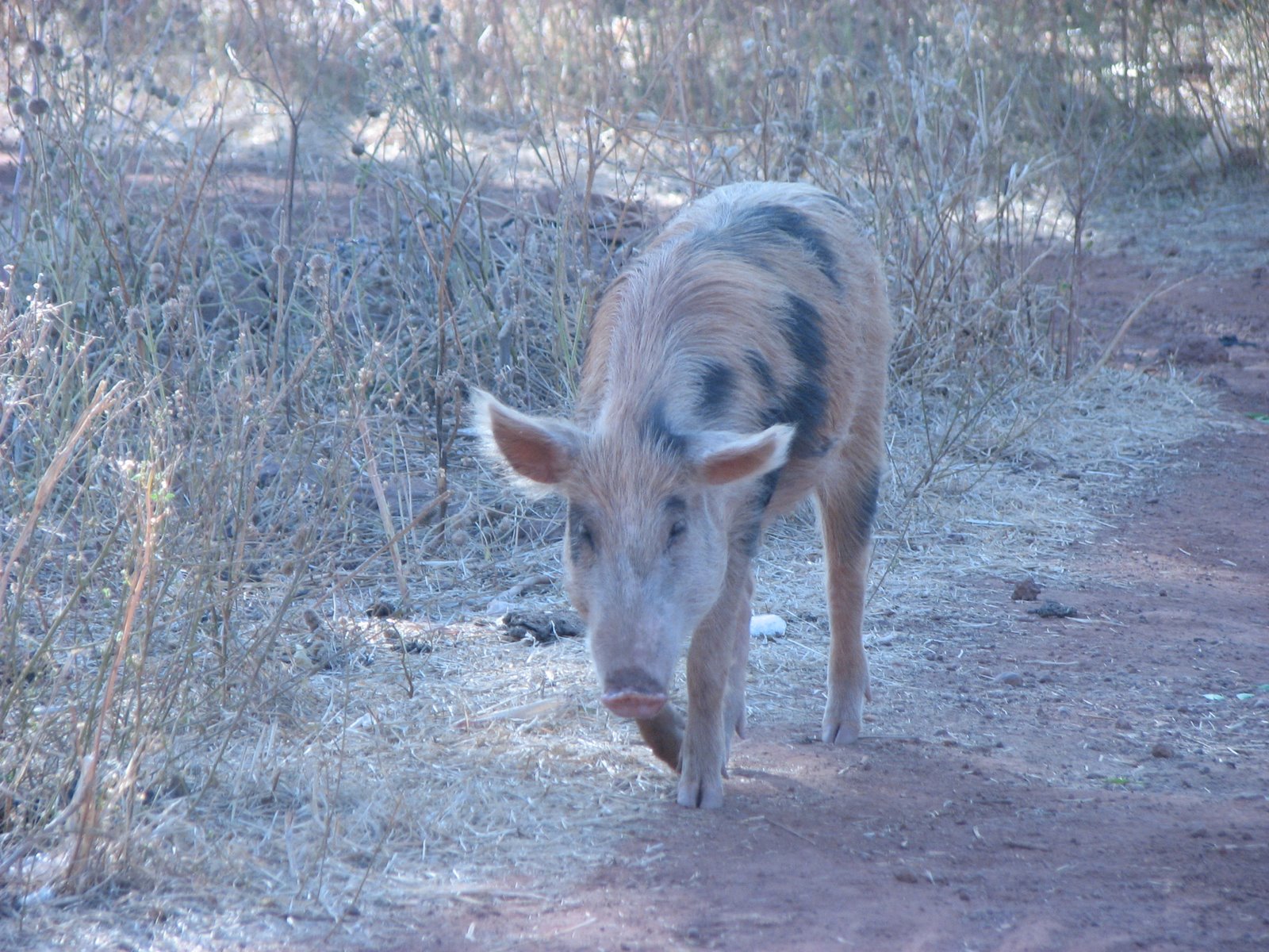 [cochon.JPG]