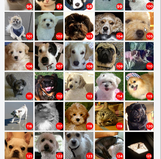 Cutest Pet Contest