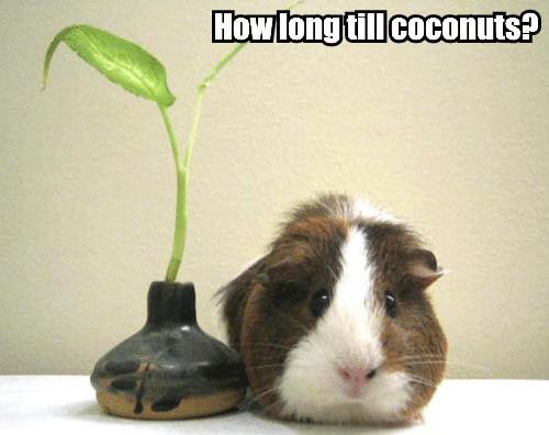 [how-long-till-coconuts.jpg]