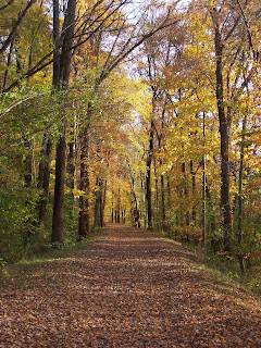wooded pathway in fall