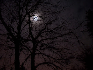 Long time exposure, tree and moon