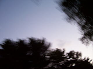 Blurred trees from convertible