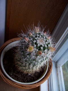 Macro blooming cactus