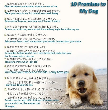 10 promises to my dog eng sub