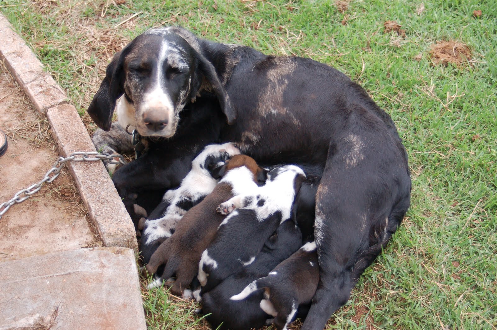 When The Dogs Get Older Jones Will Tie A When The Dogs Get Older Jones Will Tie A
