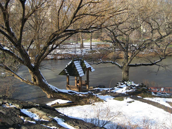 Cold Curl - Curled tree, that is. Beyond it is the icy southwest finger of The Lake, below Cherry Hill in Central Park.