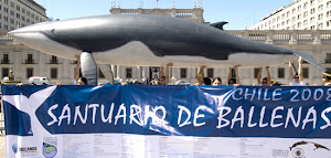 POR LA CREACION DE UN SANTUARIO BALLENERO  AUSTRAL