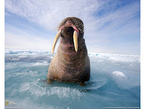 I am a Mammal like you: Atlantic Walrus