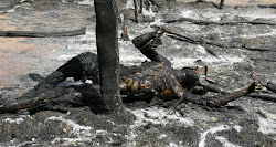 October 20th, 2004. A village burned. This is the result. This is why we fight.