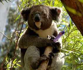 [koala.JPG]