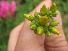 Hypericum perforatum/ St. John's Wort