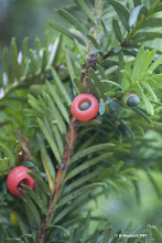 Yew Berries