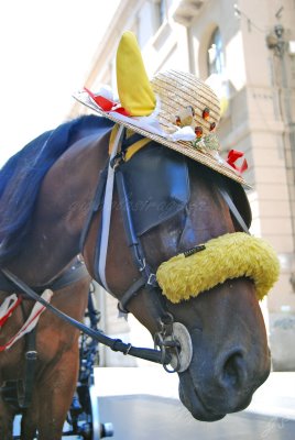 [vita+da.....cavallo+!.jpg]