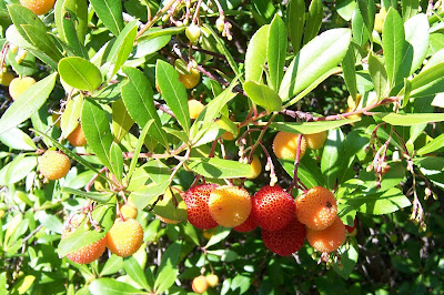 strawberry tree fruit