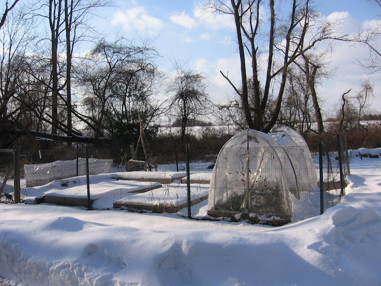 A WINTER GARDEN