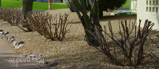 Severely pruned Dwarf Oleander