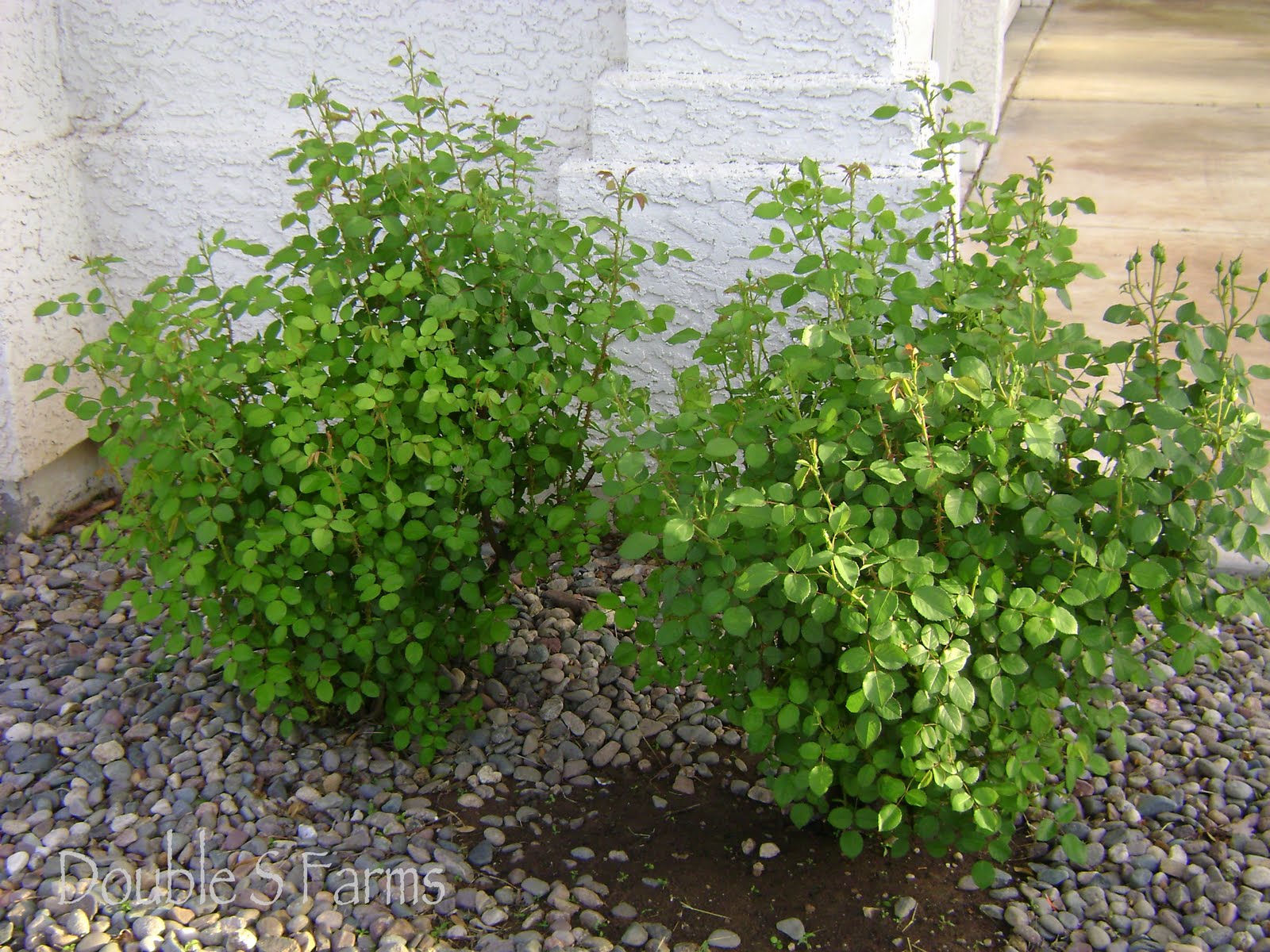 Future Plants By Randy Stewart Philadelphus Mock Orange