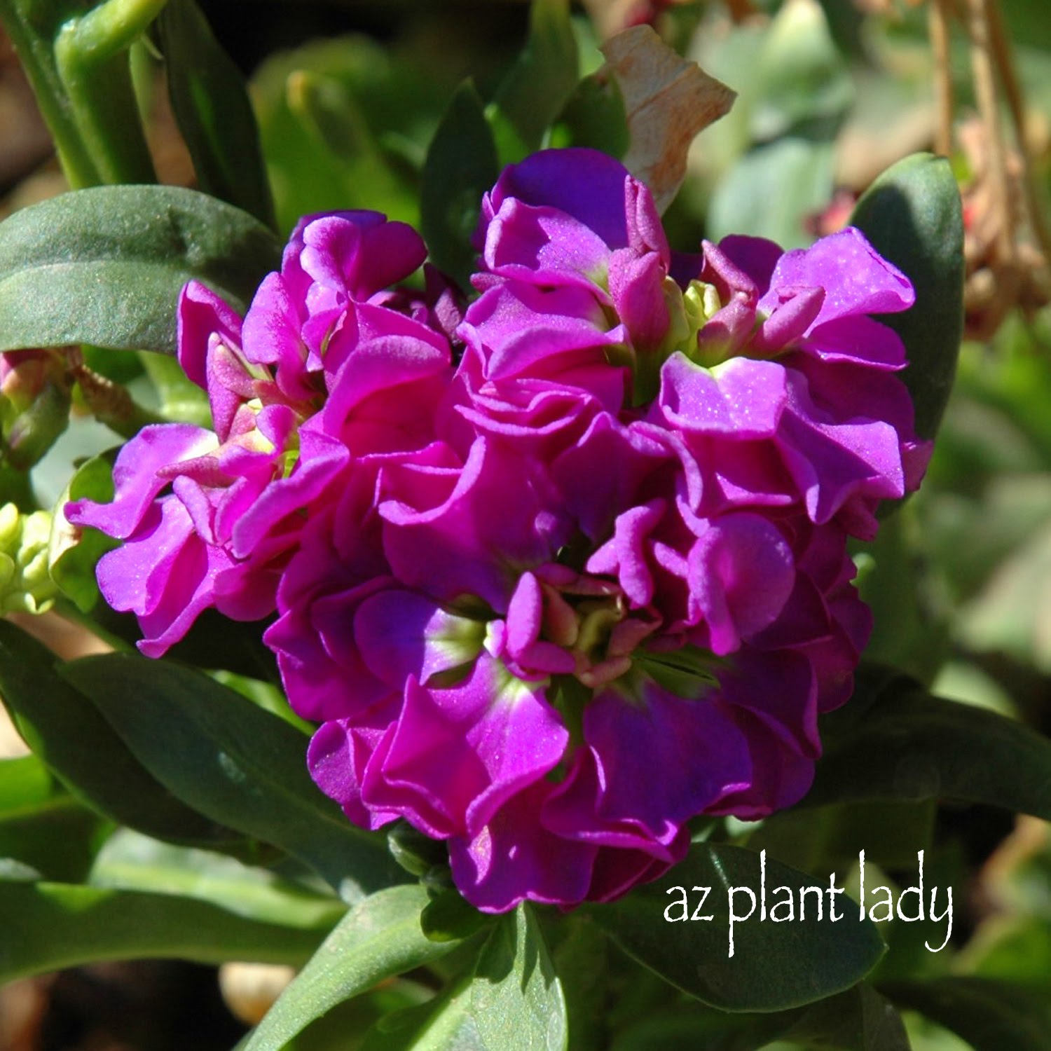 Flowers for Summer? Not So Fast..... Ramblings from a Desert Garden