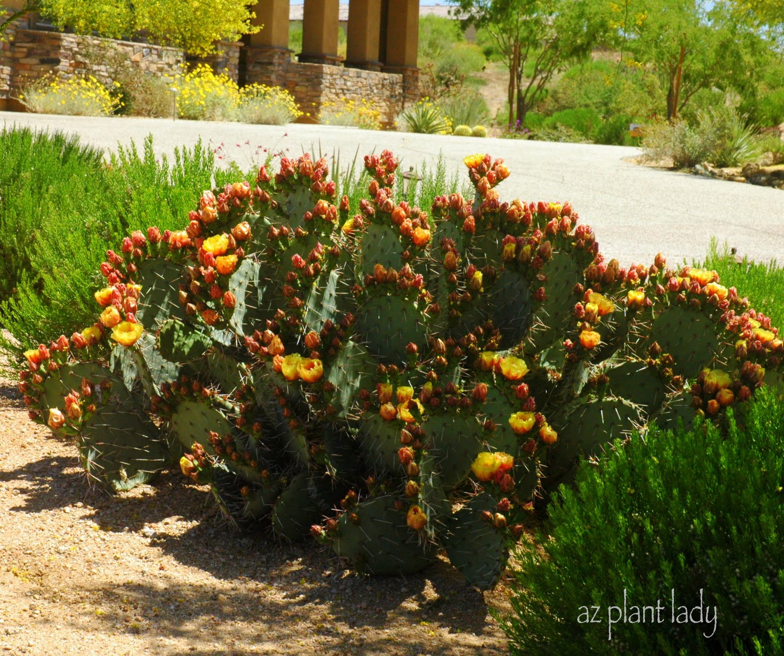 Plant Inventory At 20 Timothy Caryopteris X Clandonensis Blue
