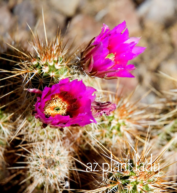 RAMBLINGS FROM A DESERT GARDEN.... Why Do Cactus Have Spines