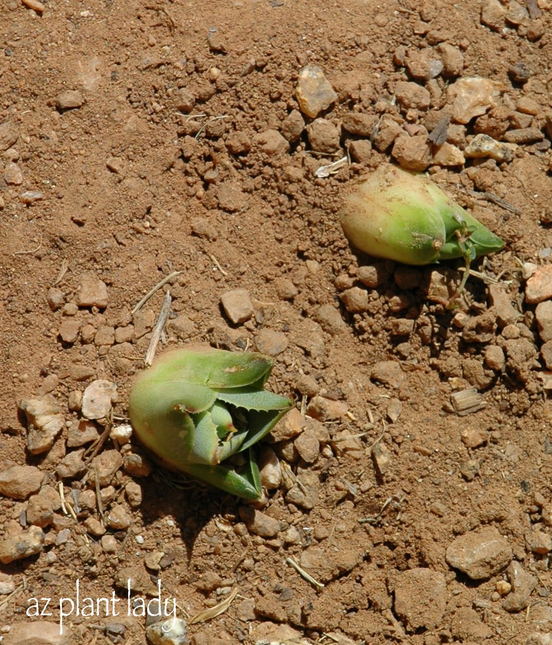 How To Plant Agave 'Pups' Birds and Blooms