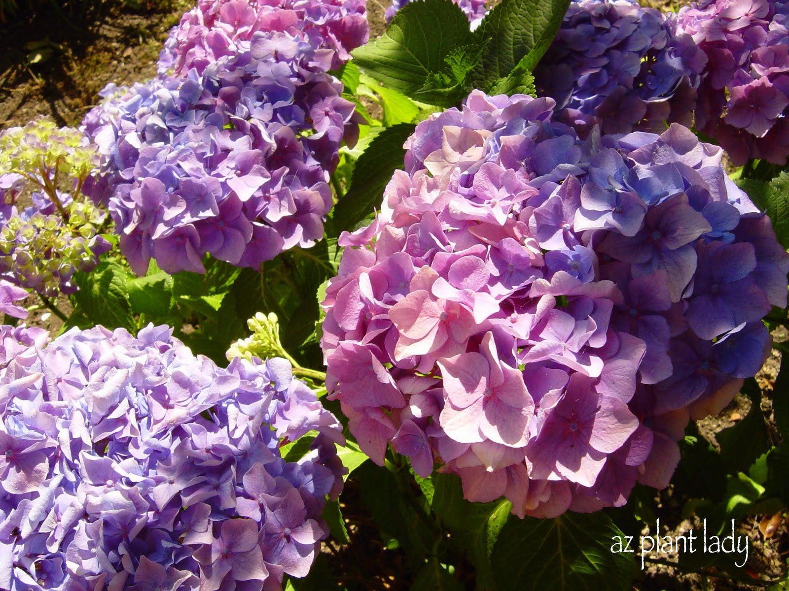 Hydrangea Anomala Care And Culture Travaldo S Blog