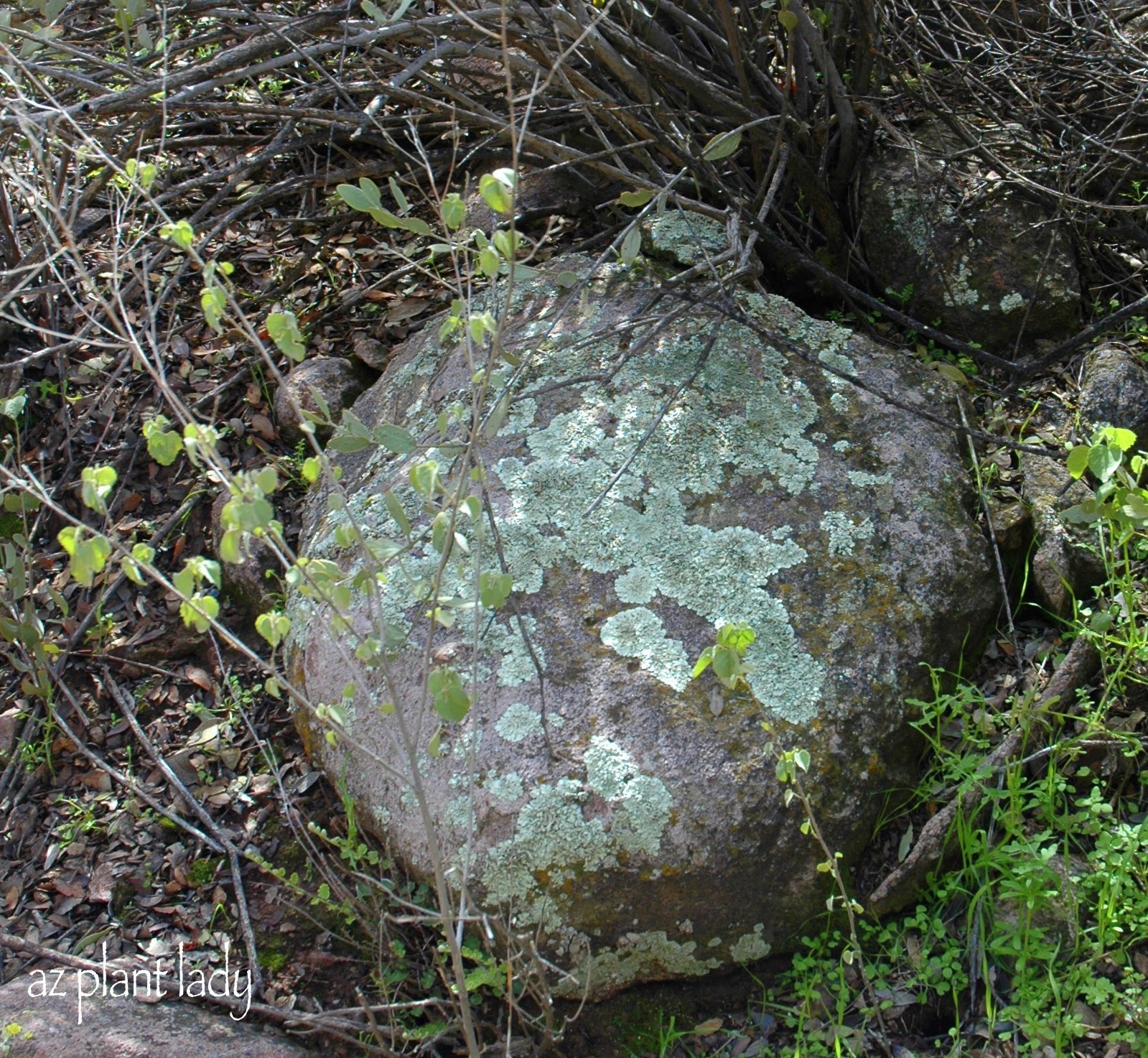 lichen plant
