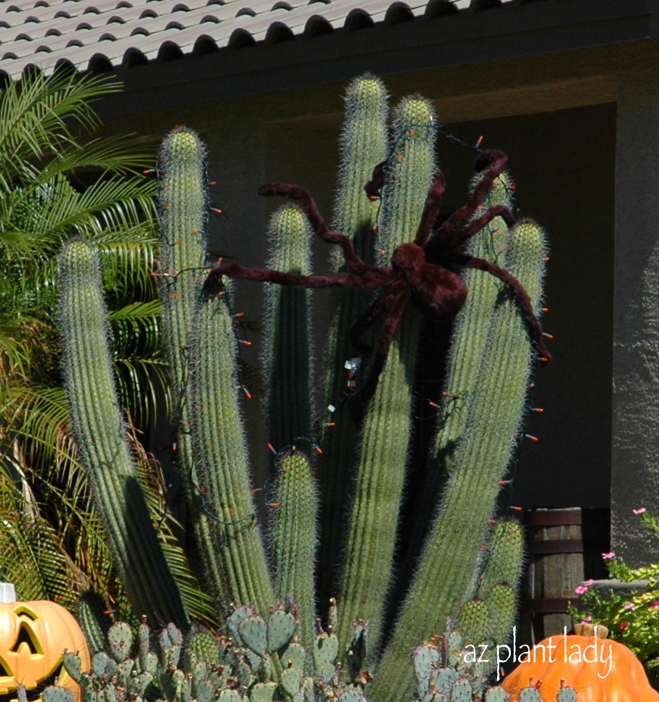 October Craziness....Cactus, Spiders, Stormy Weather and a Mixedup