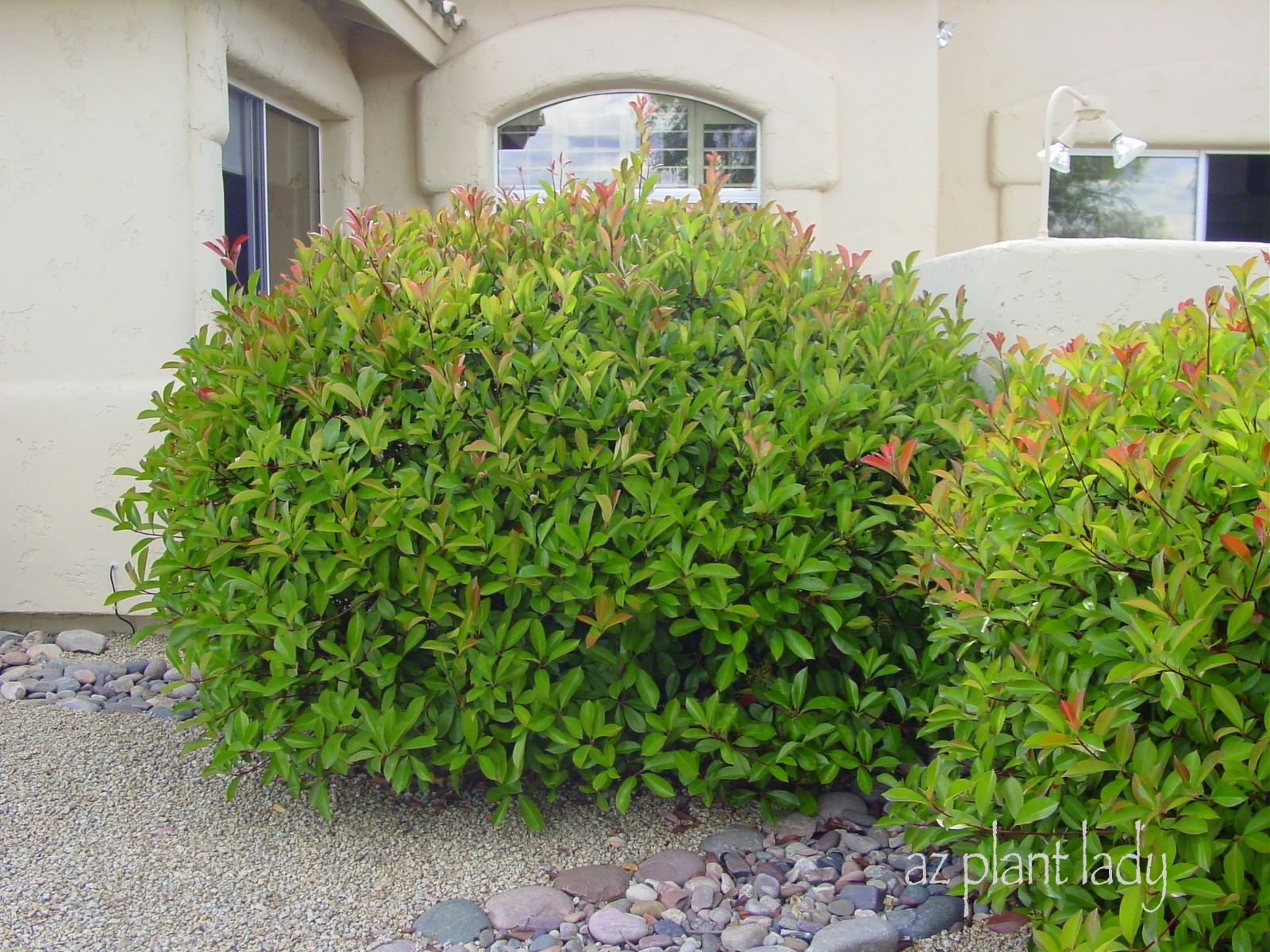 In The Garden Red Tip Photinias