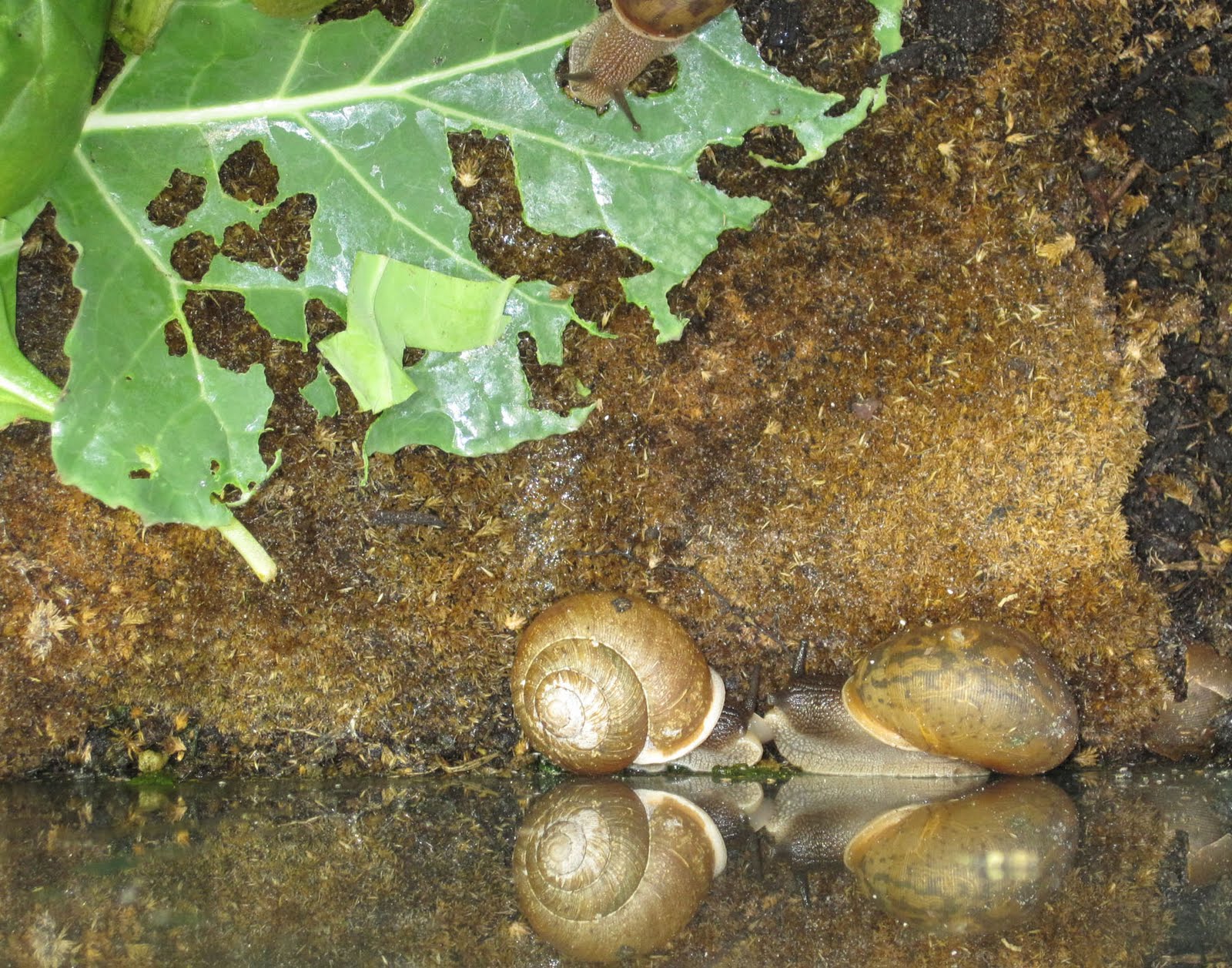 Retired in Paradise Snail Breeding It's A Slow Process =o)