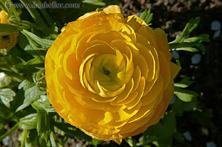 http://1.bp.blogspot.com/_Jl0wRt7PfiM/St7hMaJPfzI/AAAAAAAAAxQ/I7uyra16DAU/s320/yellow-flower-big.jpg
