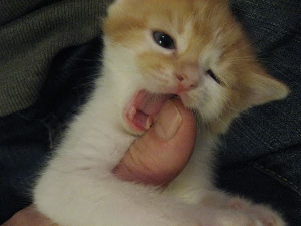 [kitten8.Scott_0626s.JPG]