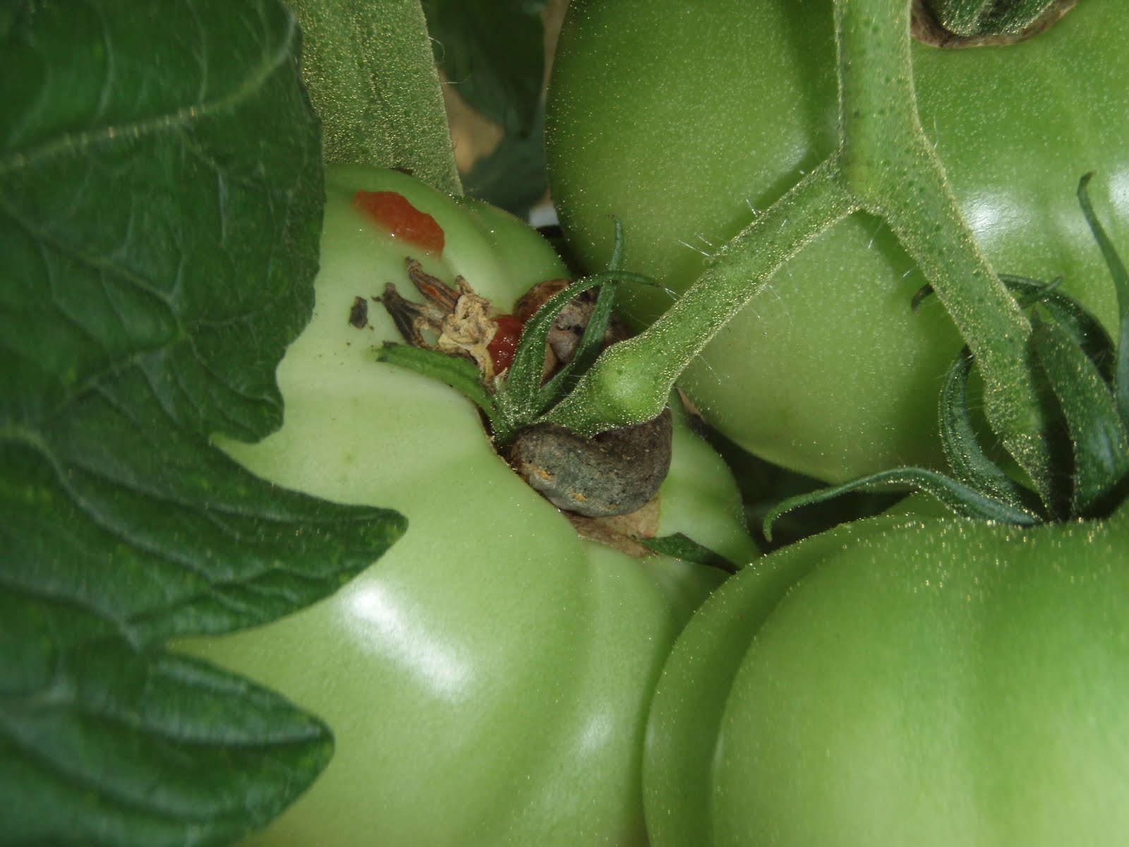 泰阜村おかげカフェ トマトの収穫 出荷のお手伝い