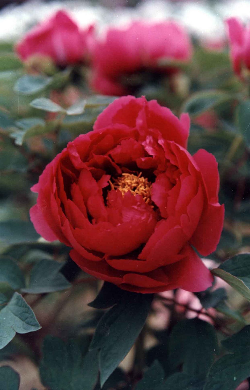 [Tree-Peony-Dongfangjin-.jpg]