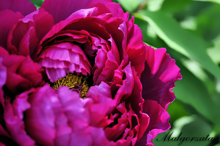 [TreePeony2009.jpg]