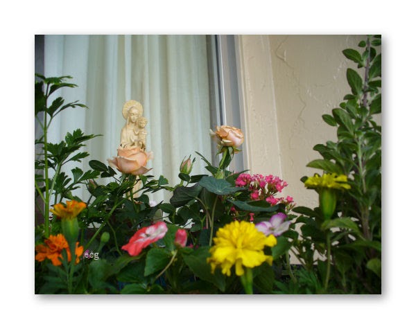A Catholic Mom in Hawaii: Flowers for a Mary's Garden