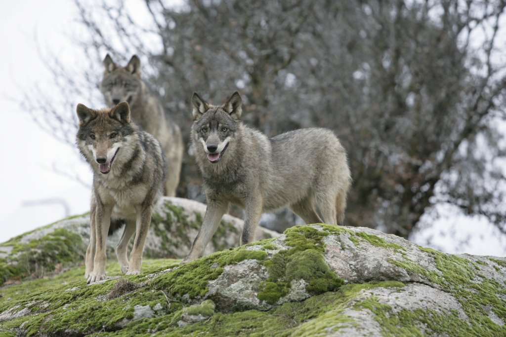[Canis_Lupus_Signatus.JPG]
