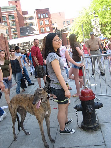 diamond dog food taste of the wild