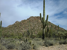 Seguaro Nat Park