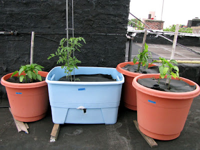 Bucolic Bushwick 2010 Rooftop Garden Vegetable Plants