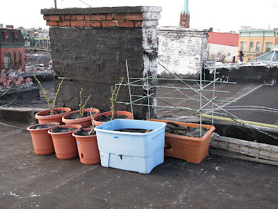 Bucolic Bushwick Rooftop Container Vegetable Garden