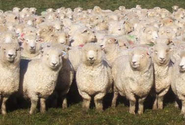 herd-of-sheep.jpg