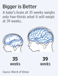 Fetal Brain Development