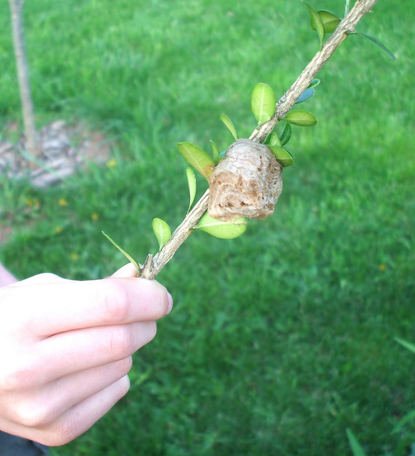 Praying Mantis Life Cycle Coloring Page