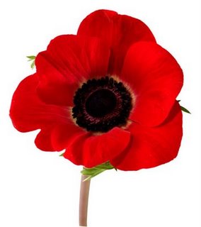 [Poppy.jpg]