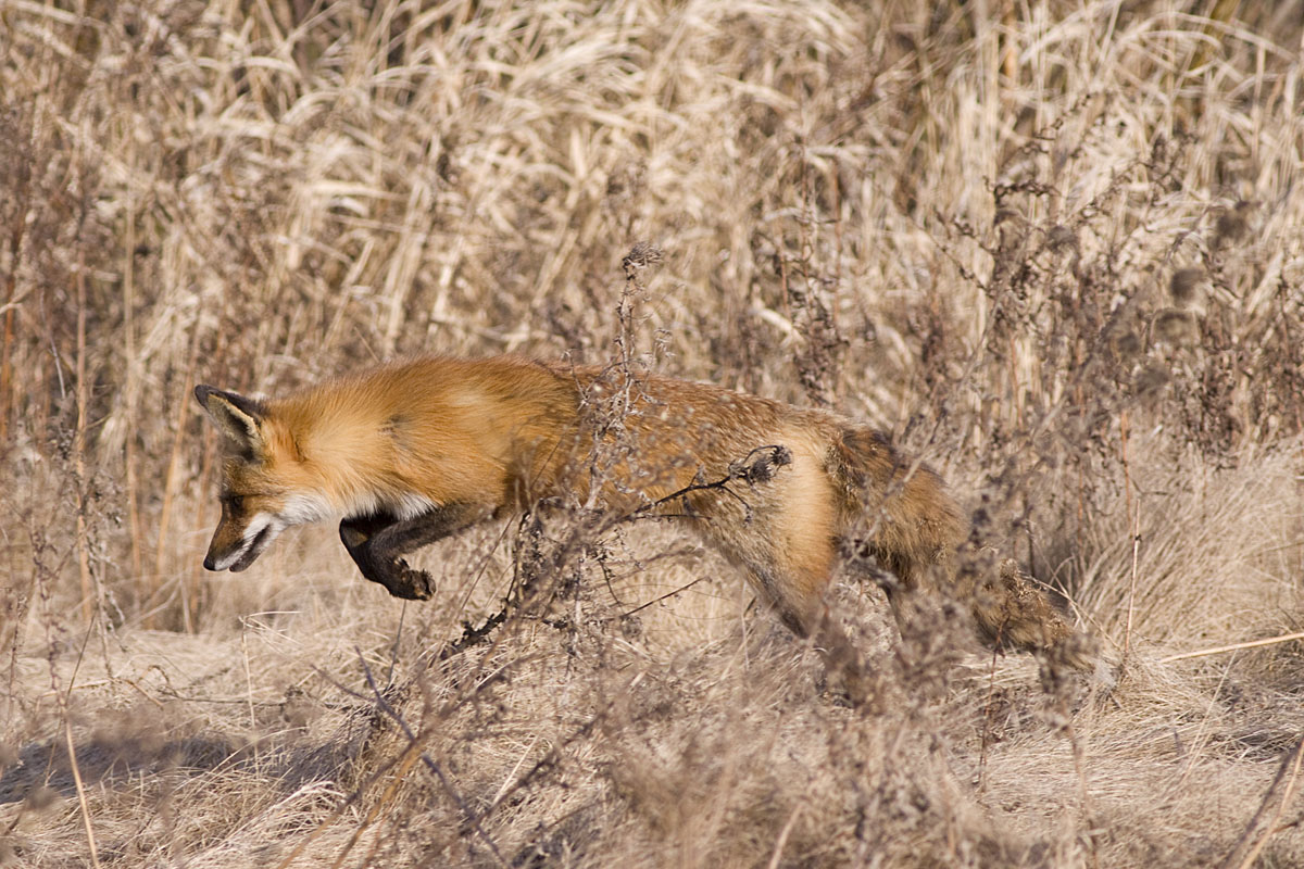 hunt a fox