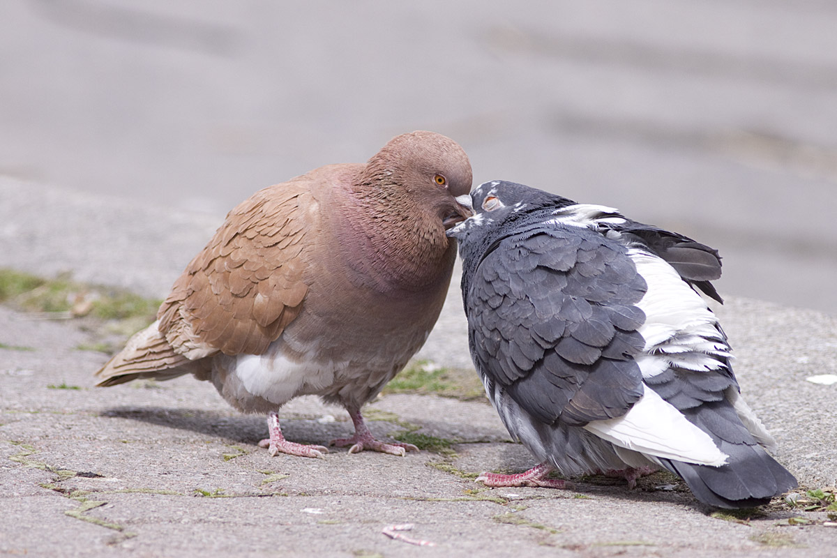 Ann Brokelman Photography Pigeons Mating at Bluffers Park