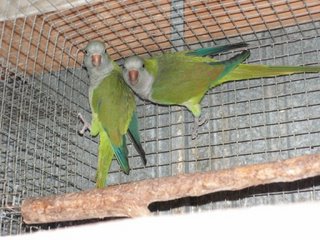 conures de peito cinzento